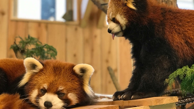 1番人気！【伊豆シャボテン動物公園入場券付×2食付き】　動物たちと触れ合おう♪